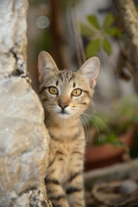 Selective Focus Photography of Brown Tabby Kitten · Free Stock Photo