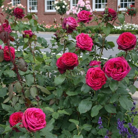 Роза Графиня Фото И Описание – Telegraph