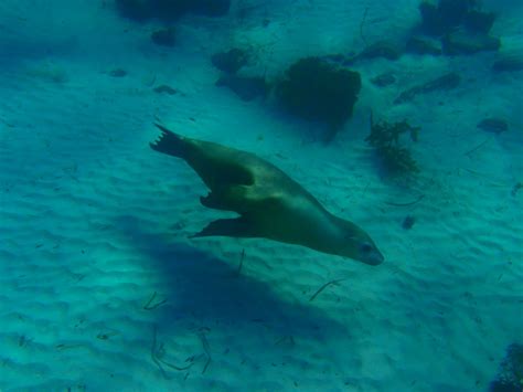 Swimming With Sea Lions