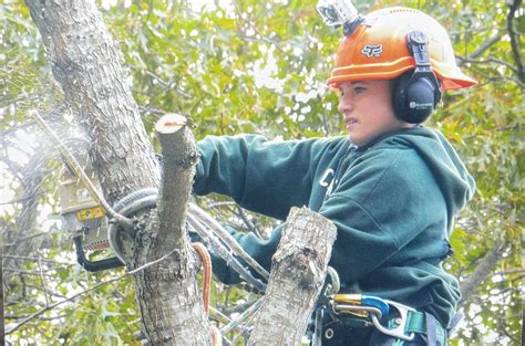 care tree service 7