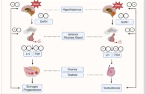 Sex Differences Flashcards Quizlet