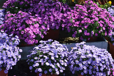 Caring for Asters - Stutzmans Greenhouse & Garden Centers