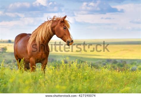 Red Horse Long Mane Flower Field Stock Photo Edit Now 427190074