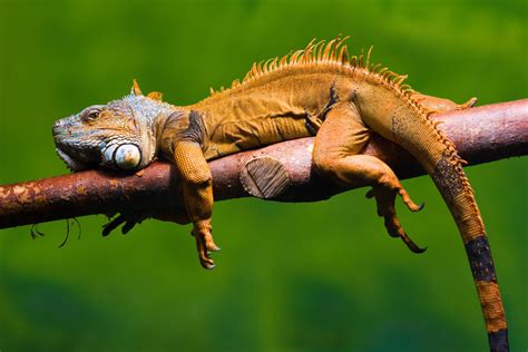 It's so cold that frozen iguanas are falling off trees in Florida