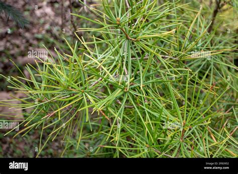 Umbrella Pine Tree Hi Res Stock Photography And Images Alamy