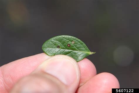 Septoria Leaf Spot Septoria Albopunctata Cooke 1883