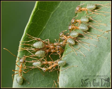 Weaver or Green Tree Ants use their bodies as bridges (Oecophylla