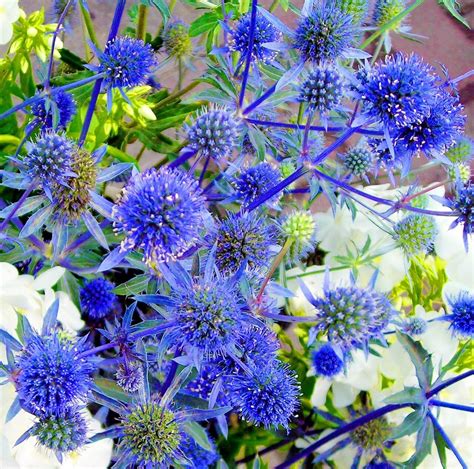 Синеголовник полевой (75 фото) - фото - картинки и рисунки: скачать ...