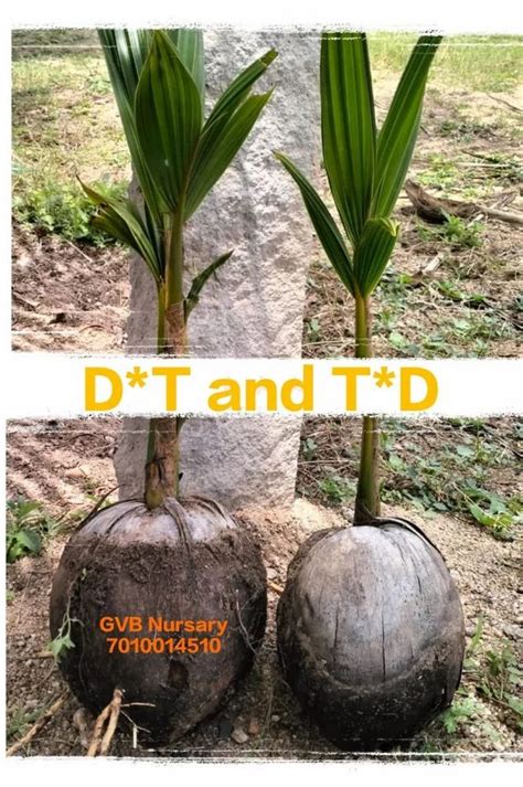 West Coast Tall Coconut Plants Wholesale Price Mandi Rate For