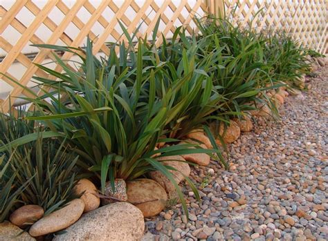 Dianella Tasmanica Tasred® Tasman Flax Lily Tr20 Pbr