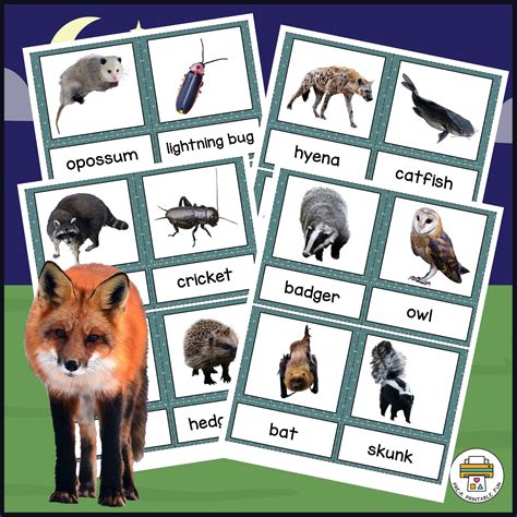 Nocturnal Animals Preschool Science Set