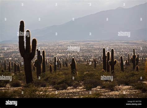 Cardon Kaktus Fotograf As E Im Genes De Alta Resoluci N Alamy