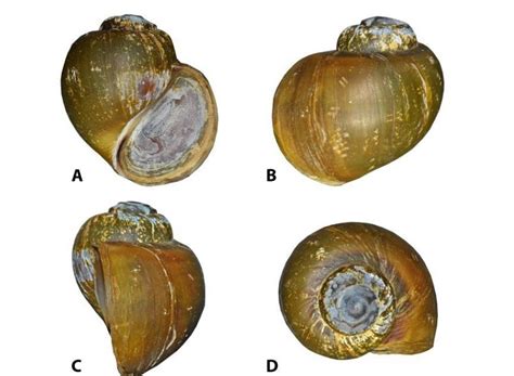 species   science mollusca  pila mizoramensis