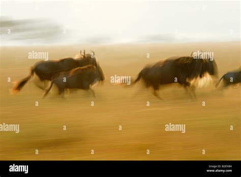 Blue Wildebeest Running During Annual Migration Stock Photo Alamy