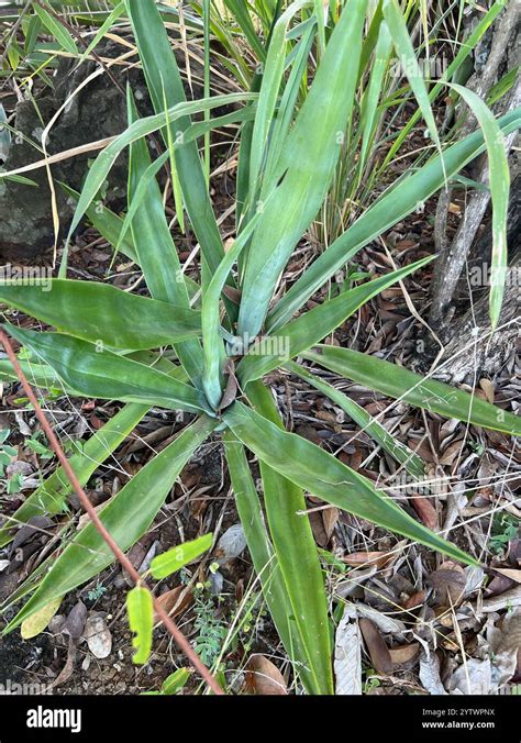 Sisal Agave Sisalana Stock Photo Alamy