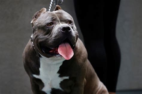 Dog Owners and Trainers Criticise Controversial American XL Bully Dog Ban | IBTimes UK