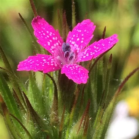 Dianthus Armeria Deptford Pink In Gardentags Plant Encyclopedia