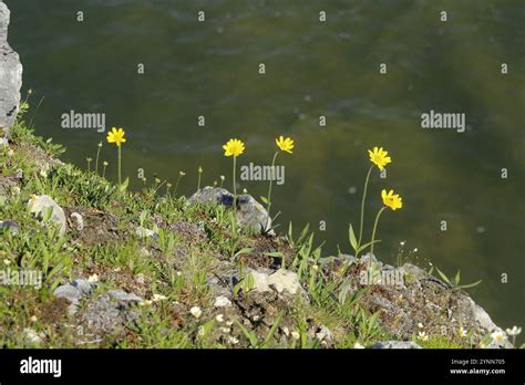 Arnica Angustifolia Iljinii Stock Photo Alamy