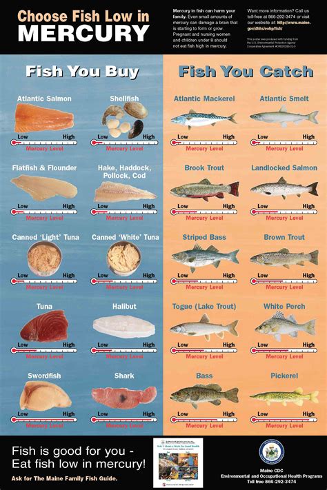 Mercury Levels In Fish Chart Australia