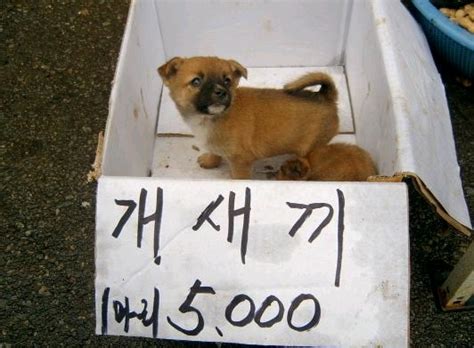 새끼 백괴사전 너희 모두의 백과사전