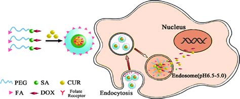 Scheme Of The Fabrication And The Intracellular Drug Delivery Of