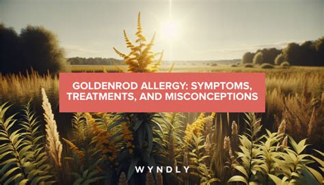 goldenrod allergy symptoms misconceptions  effective treatments