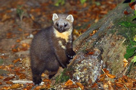 European Pine Marten (Martes martes) - National Park Wildlife | Alper