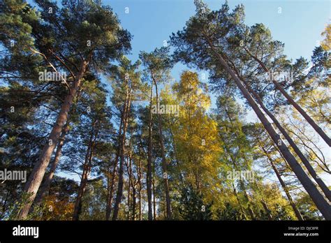 Burnham Beeches Forest In Autumn In Buckinghamshire England Stock