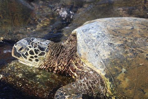 Hawaiian Green Sea Turtle Relaxing Stock Photo Download Image Now