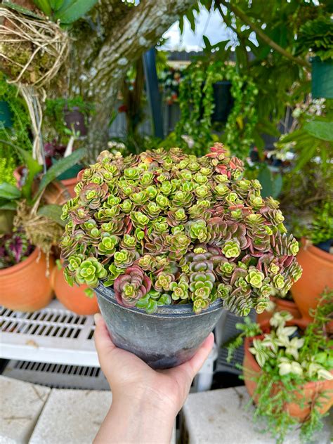 6 Sedum Tetractinum Coral Reef Rare Succulent Live Plant Etsy