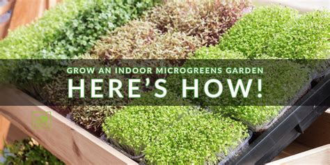 Grow an Indoor Microgreens Garden – Here’s How! | Indoor Gardening