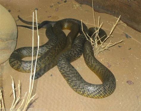 Fierce Snake (Oxyuranus microlepidotus)