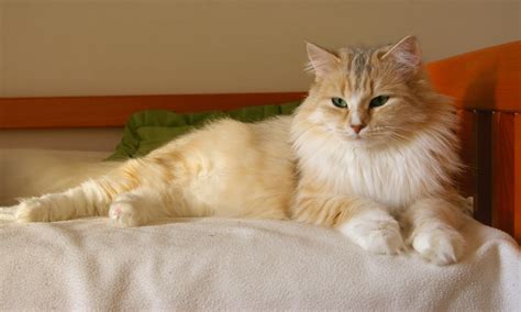 Od Kostičky*CZ – Chovatelská stanice sibiřských koček – Siberian cat ...