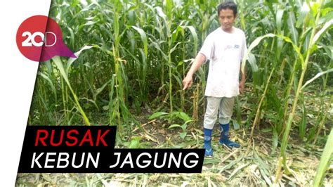 Serangan Babi Hutan Resahkan Petani Di Ponorogo Youtube