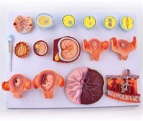 Modelli Medici Modello Educativo Anatomia Umana Scientifica