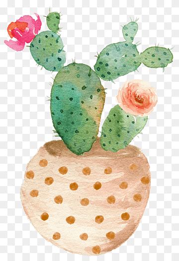 Green Cactus Illustration Cactaceae Watercolor Painting Illustration