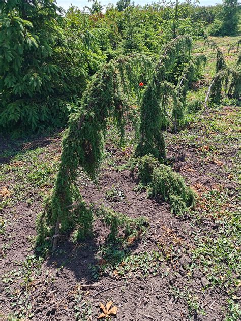Можжевельник обыкновенный Хорстманн. Juniperus communis Horstmann ...