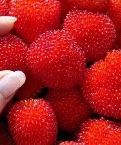 ПЛОДООВОЩНЫЕ КУЛЬТУРЫ: Ежеклубника