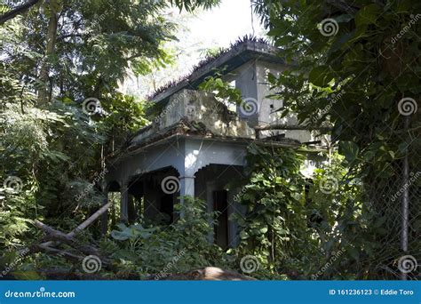 Abandoned Property With Tree And Plant Growth Bayamon Puerto Rico