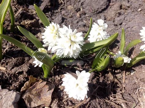 Пушкиния ливанская Альба / Puschkinia libanotica Alba - Луковичные ...