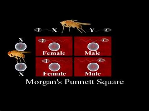 Sex Linked Traits Genetics Biology Youtube