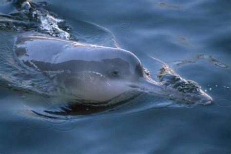 Yangtze River Dolphin Ocean Treasures Memorial Library