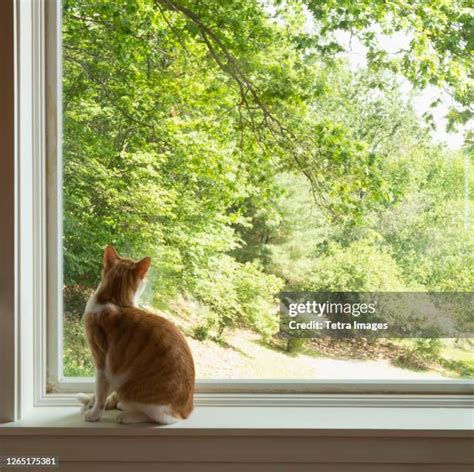 408 Cat Waiting Window Stock Photos High Res Pictures And Images