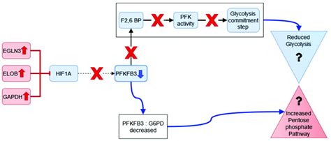 Proposed Model For The Regulation Of Glycolysis And Pentose Phosphate