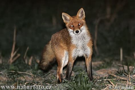 Fox Photos, Fox Images, Nature Wildlife Pictures | NaturePhoto