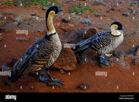 A Hawaiian Nene At Kilauea Point National Wildlife Refuge In Stock