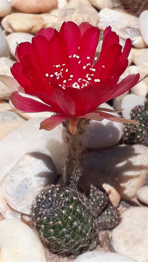 Ki N Th C T Ng H P Kho Hinh Anh Anime Va Si U Ph M Phim Hoat Hinh D Anime Hot Nh T