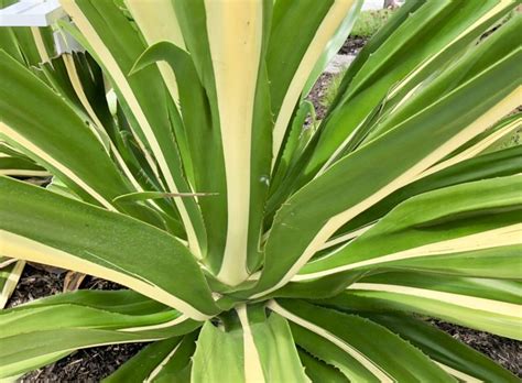Agave Americana Var Marginata