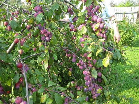 Слива кустарник или дерево (84 фото)