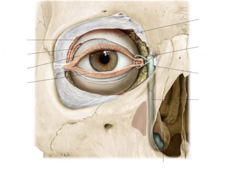 Vision Practical for A&P Diagram | Quizlet